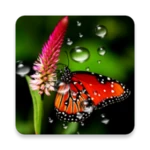 rain live wallpaper android application logo